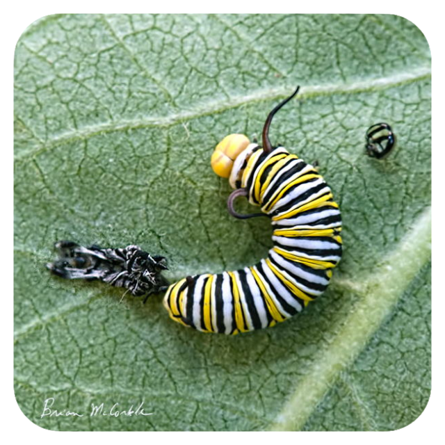 (image for) Monarch Cat Moulting